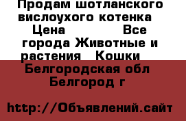 Продам шотланского вислоухого котенка › Цена ­ 10 000 - Все города Животные и растения » Кошки   . Белгородская обл.,Белгород г.